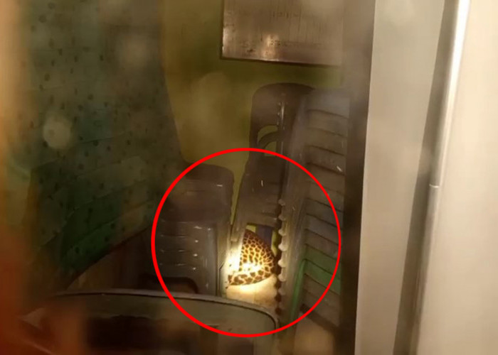 Macan Tutul dari Desa Kutamandarakan Kabur di Lembang