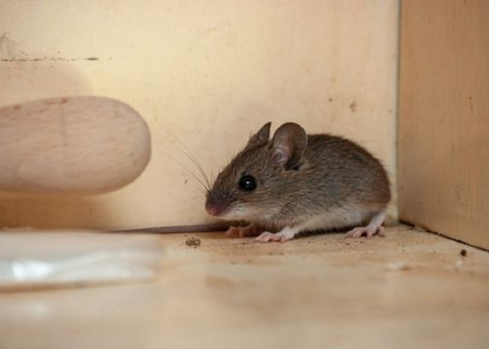 Baunya Bikin Tikus Lari Terbirit-birit , Ini Dia 6 Bau Alami Pengusir Tikus Dari Rumah