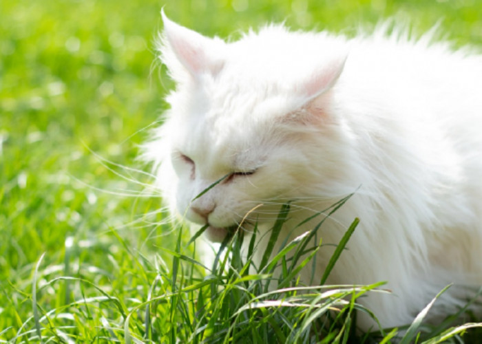 Baik Untuk Kesehatan, Ternyata Inilah Alasan Penting Kucing Makan Rumput, Yuk Simak