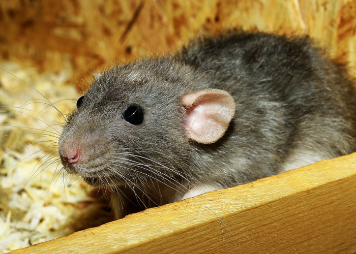 Hindari Penggunaan 3 Barang Pemicu Tikus Datang Ke Rumah Ini, Bila Ingin Rumah Bebas Dari Tikus! Apa Saja? 