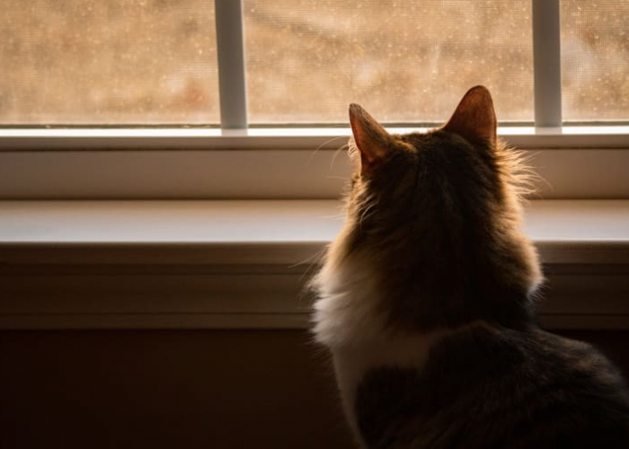 Wajib Tau! Ini 4 Hal yang Paling Dibenci Kucing Peliharaan Kita