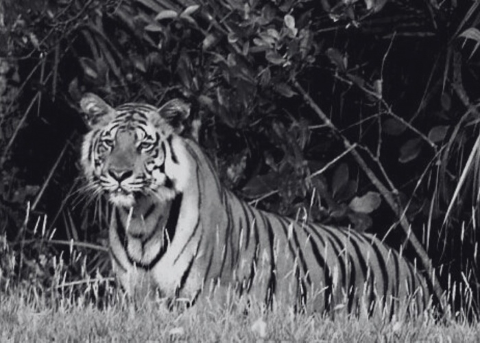 Apakah di Pulau Jawa Masih Ada Harimau? BRIN Berikan Kejelasan Tentang Penemuan Sample DNA Harimau Jawa