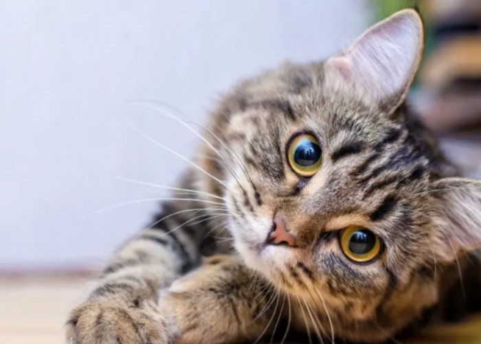 Cara Merawat Kucing Liar Menjadi Kucing Pintar di Rumah, Mudah Sekali! 