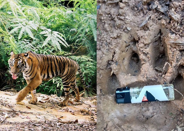 LAGI! Konflik Harimau Sunda dan Manusia, Melipir ke Kampung - Mangsa Hewan Ternak, Warga Tak Berani ke Kebun