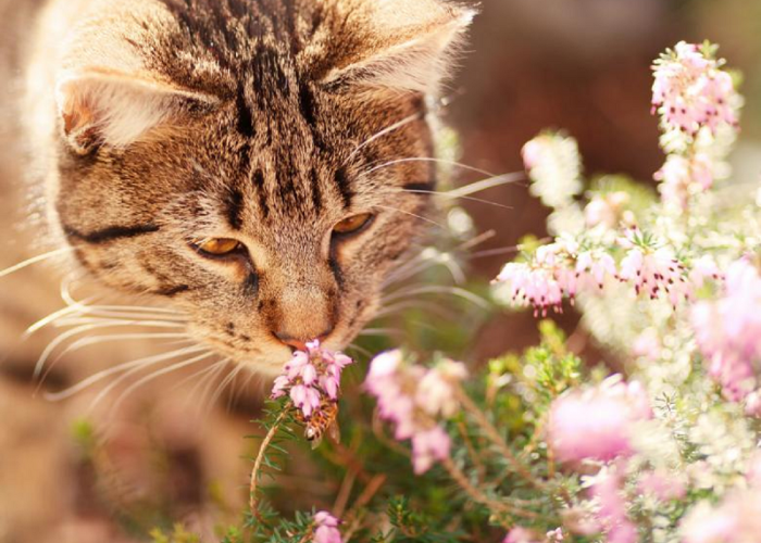 Tenang, Ternyata Tidak Berbahaya, Ini Dampak Kucing Jika Memakan Rumput Yang Harus Kamu Ketahui! 