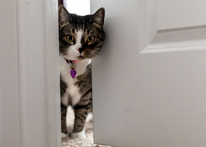 No. 4 Bikin Baper! Berikut 5 Alasan Kenapa Kucing Mengikuti Kita ke Kamar Mandi