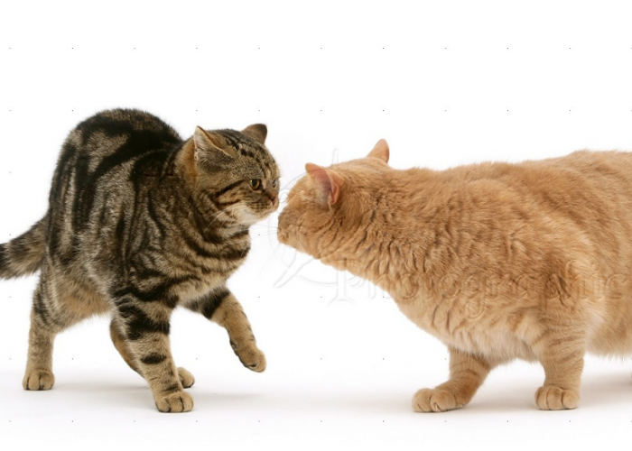 Bagaimana Cara Mencegah Kucing Agar Tidak Hamil Tanpa Steril? Pemilik Kucing Betina Wajib Tau!