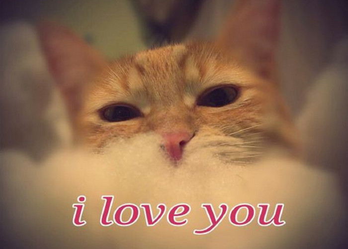 7 Cara Kucing Bilang I Love You Padamu, Bikin Gemes dan Terharu!