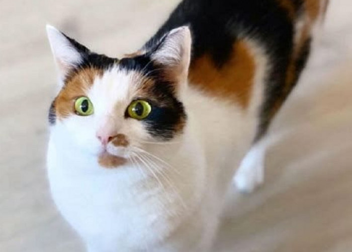 Mengenal Jenis Kucing Pembawa Hoki Menurut Primbon Jawa, Kenali Ciri-Cirinya Disini