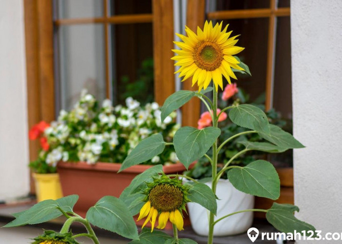 Inilah 5 Jenis Tanaman Hias Memiliki Bunga Indah, Cocok Menjadi Dekorasi Rumah