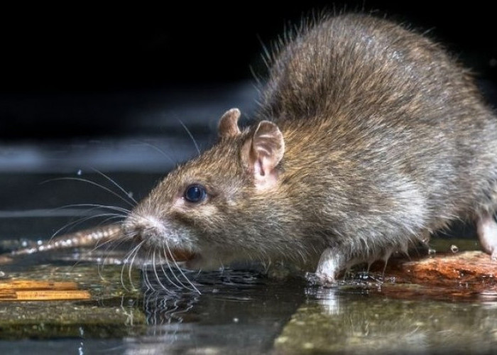 Tikus Jadi Takut ke Rumah! Ini 5 Cara Membuat Racun Tikus Rumahan, Cukup Pakai Bumbu Dapur Aja