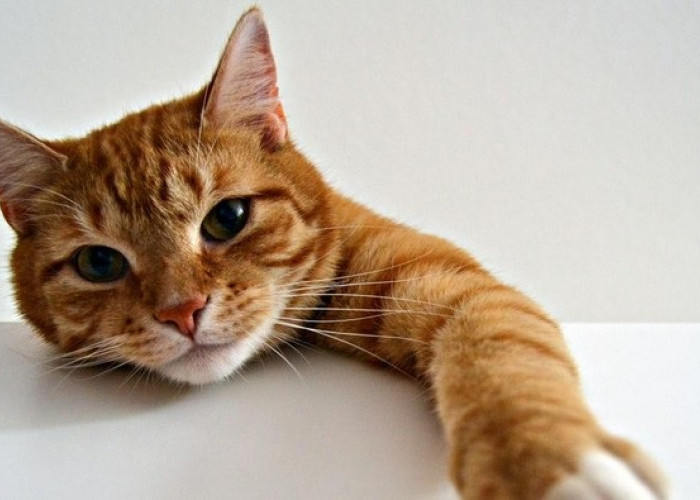 5 Ide Nama Lucu Kucing Peliharaan Berbulu Oren Dengan Sebutan Elegan