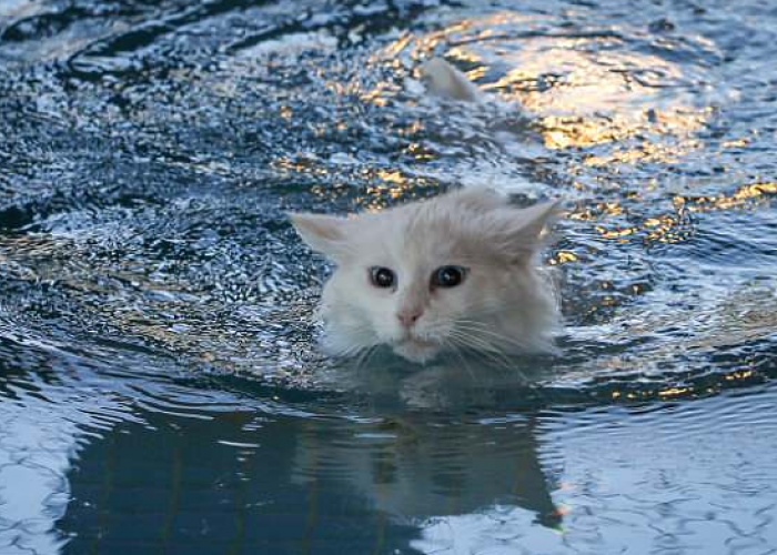 Beda dari yang Lain! Inilah 5 Jenis Kucing yang Suka Main Air dan Jago Berenang