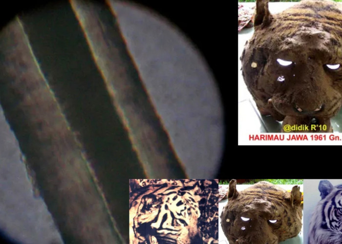 Panjang Hampir 2,5 Meter, Bukti Harimau Jawa Ditembak di Gunung Ciremai Tahun 1961, Sisa Kepala Masih Ada