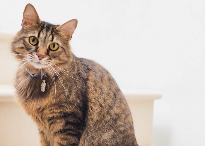 4 Ciri Kucing Pembawa Keberuntungan Menurut Primbon Jawa, Sangat Diminati Pemelihara Kucing