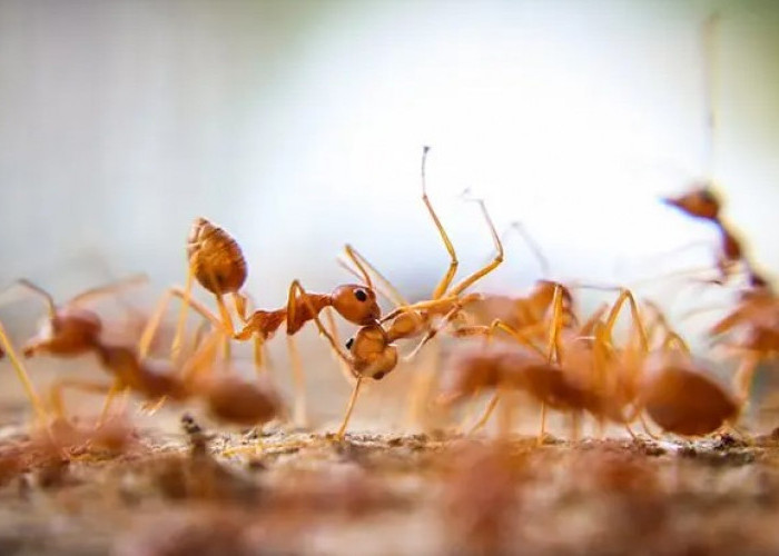 Ini Bau yang Dibenci Semut! Berikut 5 Cara Mengusir Semut Merah Pakai Bahan Dapur dengan Mudah