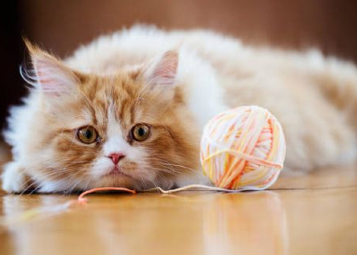 Apa Saja Penyebab Kucing Merasa Sedih? Ketahui Inilah 6 penyebab Kucing Sedih Dan Solusinya