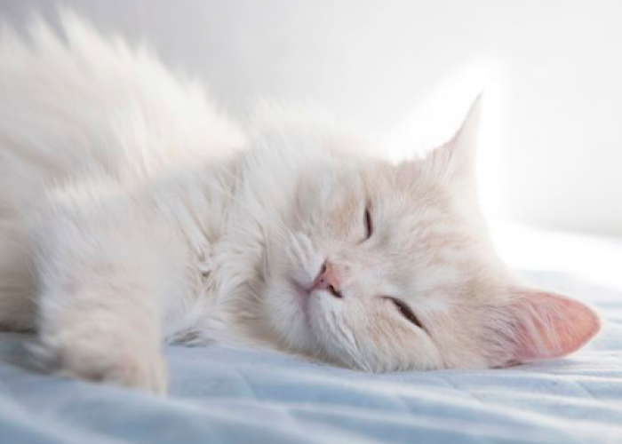 Sering Disepelekan! Ini adalah 6 Manfaat Tidur Bersama Anabul yang Ternyata Bagus Untuk Kesehatan