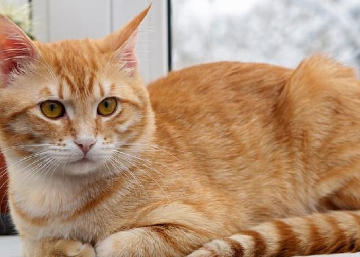 5 Merk Makanan Kucing Kampung Agar Bulu Lebat dan Tidak Rontok, Kucing Semakin Menarik dan Menggemaskan!