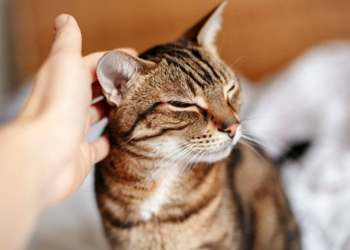 Ikuti 5 Langkah Mengobati Kutu di Kucing dengan Mudah; Simpel dan Gak Butuh Duit Banyak!