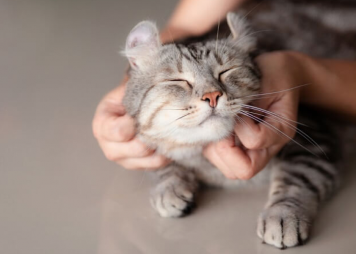 Inilah 4 Alasan Kenapa Kucing Mendengkur saat Dielus, Tanda Anabul Suka Dielus!