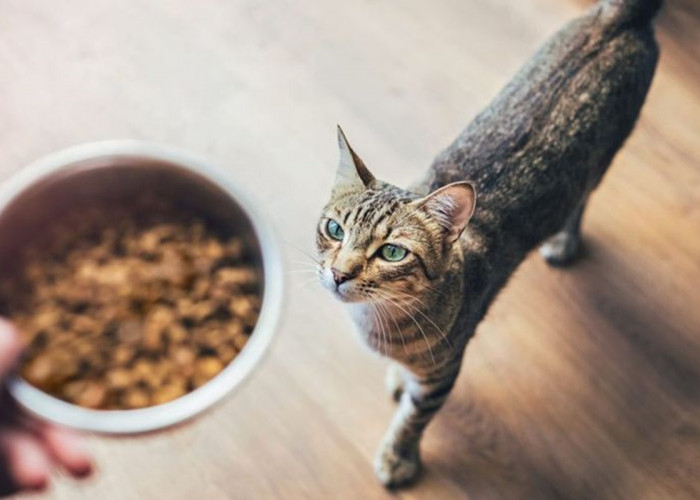 Dry Food atau Wet Food? Mana yang Lebih Baik untuk Kucing?