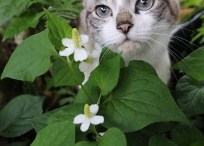 Ini Lho 6 Tanaman Hias Yang di Benci Oleh Kucing, Pemilik Kucing Sebaiknya Hindari!