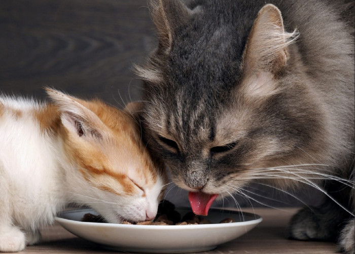 5 Alasan Sedih Kenapa Kucing Menyisakan Sisa Makanannya di Piring, Ternyata Karena Ini!