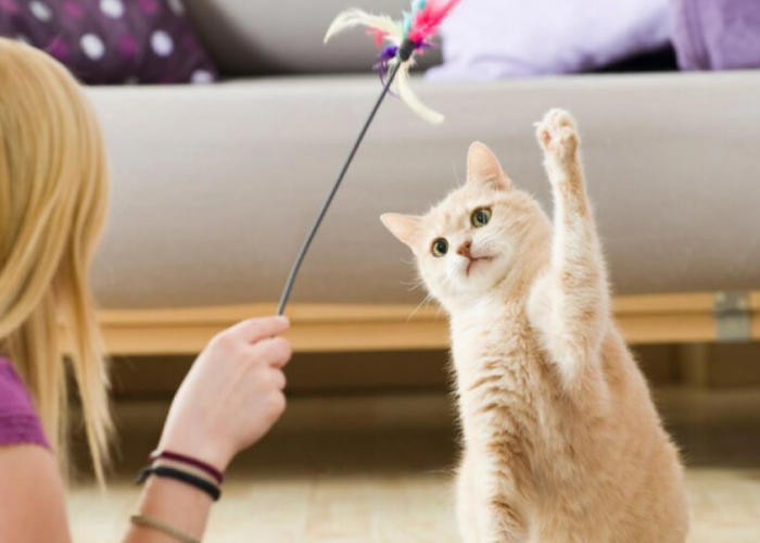 Yuk Bermain Dengan Kucing Peliharaan! Berikut 7 Cara Mengajak Anabul Main Bareng