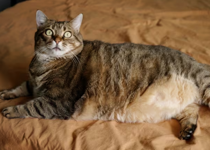 Awas Kucing Obesitas! Berapa Jumlah Wetfood yang Boleh Dikonsumsi Setiap Hari Oleh Kucing?