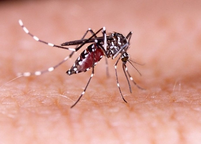 Cara Hindari Gigitan Nyamuk Aedes Aegypti Dengan 5 Langkah-langkah Berikut Ini, Ketahui Yu!