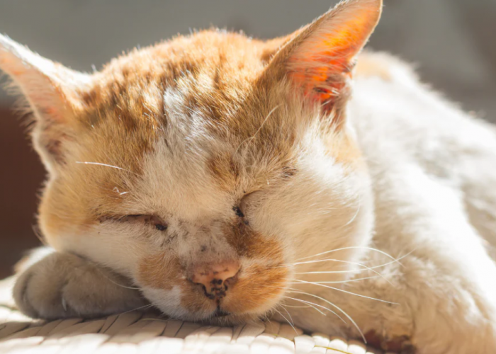 Bikin Terharu, Ternyata Ini 5 Alasan Kenapa Bangkai Kucing Jarang Ditemukan Kecuali Akibat Kecelakaan