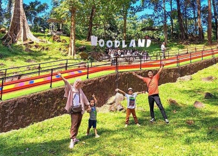 Info Woodland Kuningan, Lokasi, Jam Operasional, Harga Tiket Masuk, Spot Foto, dan Kegiatan Seru