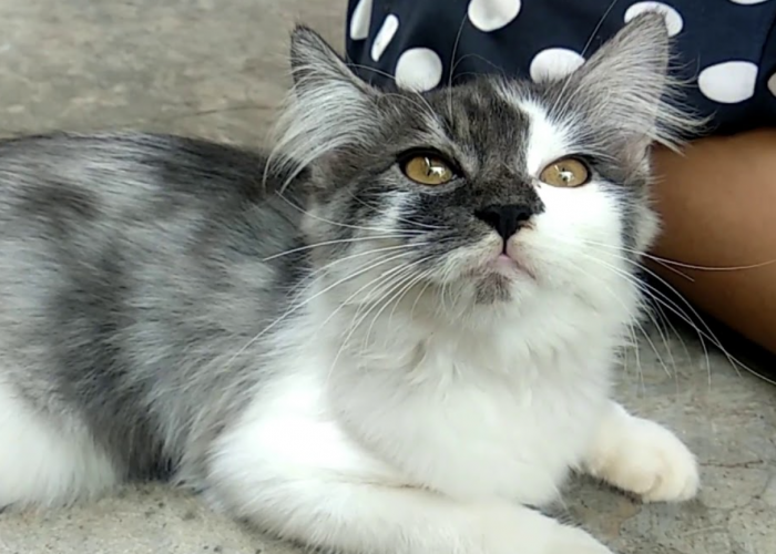 Inilah 4 Ciri Kucing Kampung Campuran Kucing Ras, Bukan Cuma Bulunya yang Jadi Lebat!