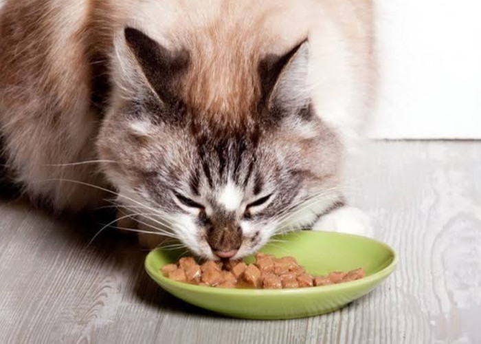 Wajib Tau! Berikut 4 Cara Agar Makanan Kucing Tidak Disemutin, dengan Mudah dan Praktis