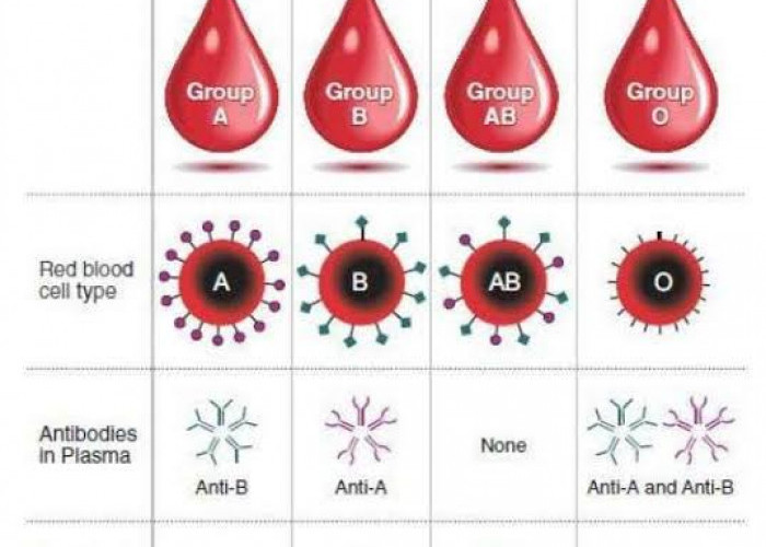 Ini 4 Fakta Golongan Darah yang Wajib Diketahui, Salahsatunya Punya Karakter Ceria, Ramah dan Suka Tantangan