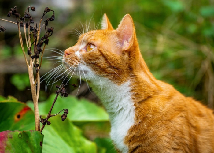 Inilah 5 Tanaman Hias Yang di Benci Kucing, Cocok Untuk Mengusir Kucing Liar Yang Suka Berak di Halaman Rumah