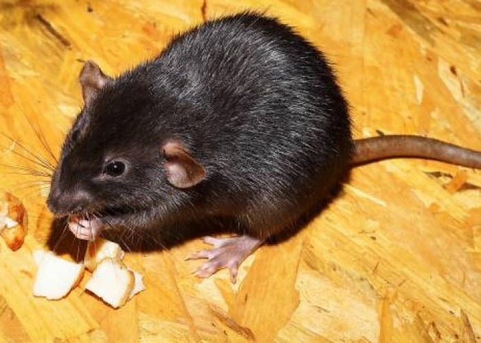 5 Alasan Tikus Takut Datang Kembali ke Rumah, Menjadi Cara Ampuh Usir Tikus di Plafon Rumah, Coba Yu!