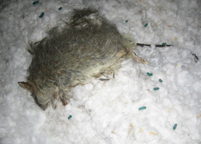 Mencium Bau Batang dari Atap? 5 Cara Menghilangkan Bau Bangkai Tikus di Plafon Rumah