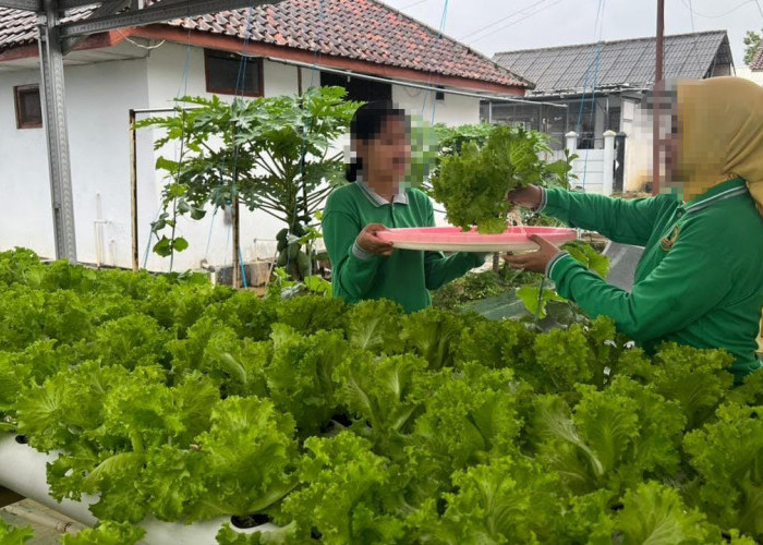 Warga Binaan Lapas Kuningan Panen Perdana Selada Bokor