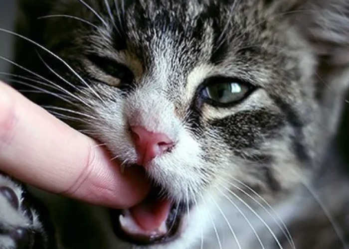 Tanda Kasih Sayang? Berikut 4 Alasan dan Arti Kucing Suka Menggigit Pemiliknya, yang Masih Jarang Diketahui