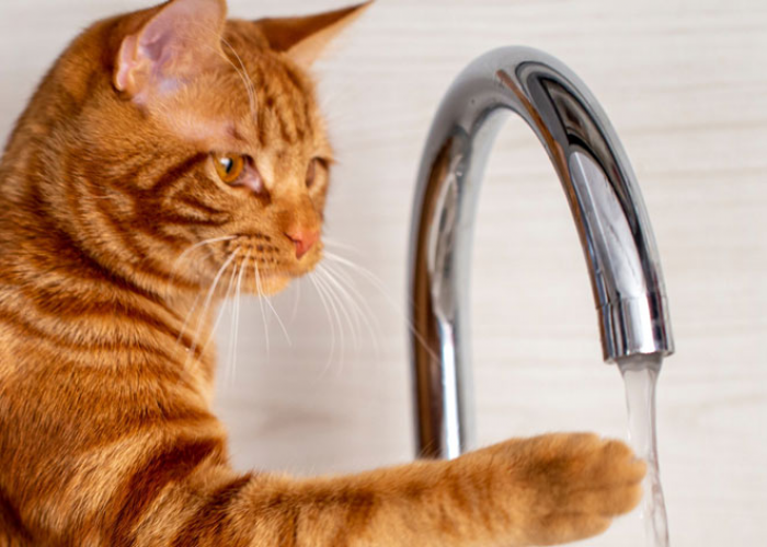 Apakah Kucing Takut Air? Ini 5 Hal yang Ditakuti Kucing Peliharaan, yang Wajib Diketahui Para Pemilik Kucing