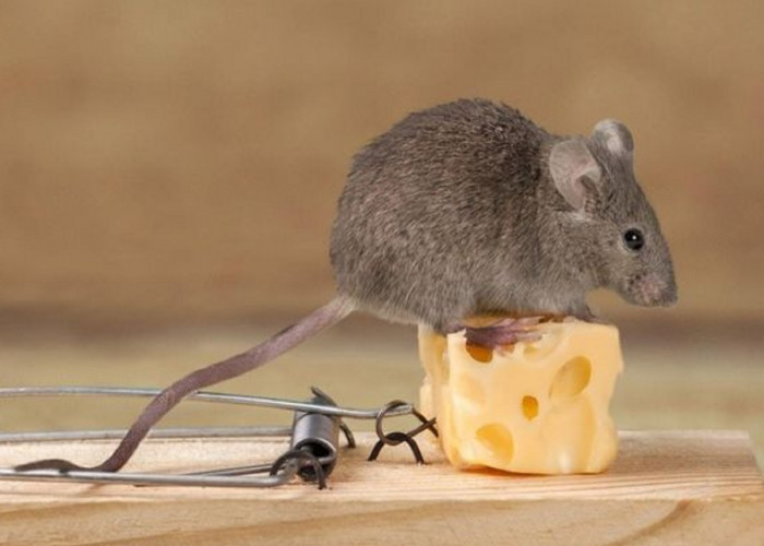 Simpel Tapi Efektif, Berikut 6 Cara Menjebak Tikus di Plafon Rumah