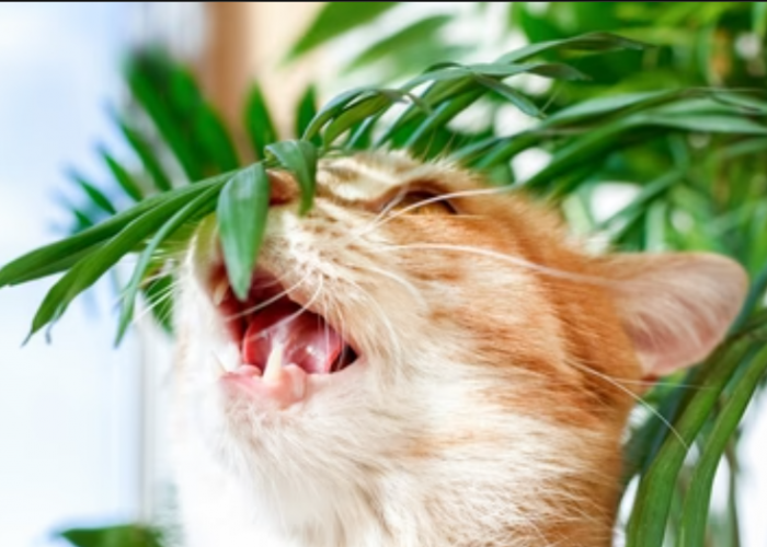 Simak 5 Jenis Tanaman Hias yang Aman untuk Kucing, Bisa Letakan di Dekat Anabul