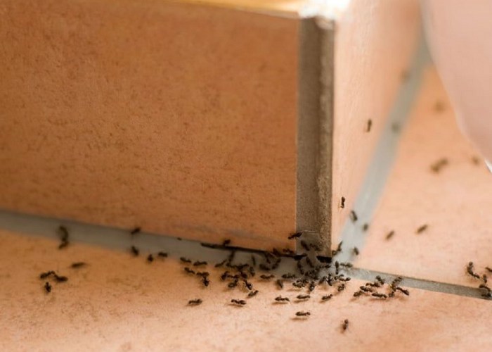 Jangan Diremehkan! Inilah Bahaya yang Dapat Ditimbulkan Semut di Rumah