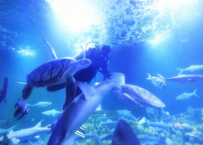 Ada Libur Panjang Minggu Depan, Yuk Ajak Keluarga ke Aquarium Indonesia Pangandaran