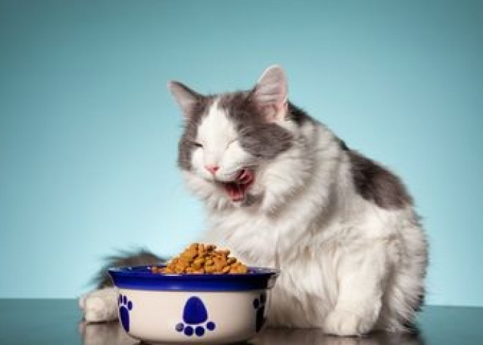 Bikin Kesel Tingkah Kucing Serakah pada Makanan! Padahal Masih Ada Sisa Makanan di Pinggir Mangkuk