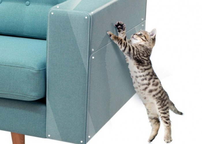 5 Alasan Kenapa Kucing Suka Mencakar Sofa, Jangan Sebal Dulu, Oh Ternyata