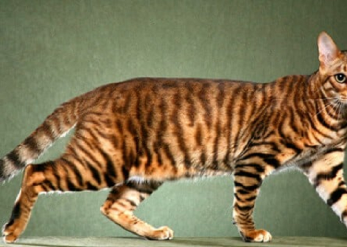 Seharga Motor, Ini Profil Kucing Toyger, Salah Satu Jenis Termahal Seharga 70 Jutaan!