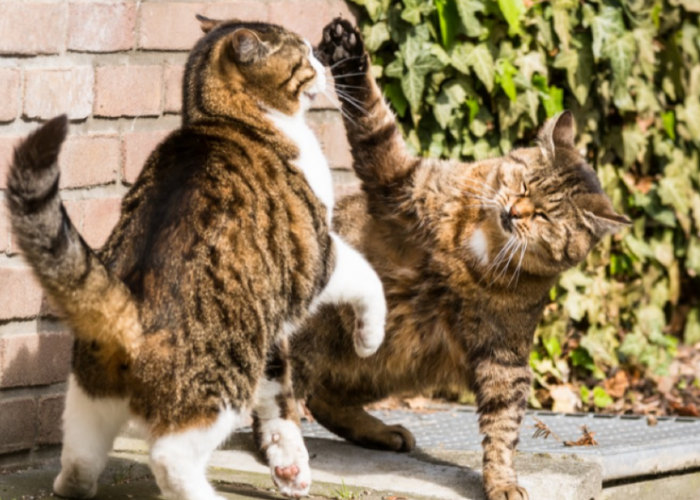 Jangan Dibiarkan! Ini 4 Cara Mencegah Kucing Liar Bertengkar dengan Kucing Peliharaan Kita